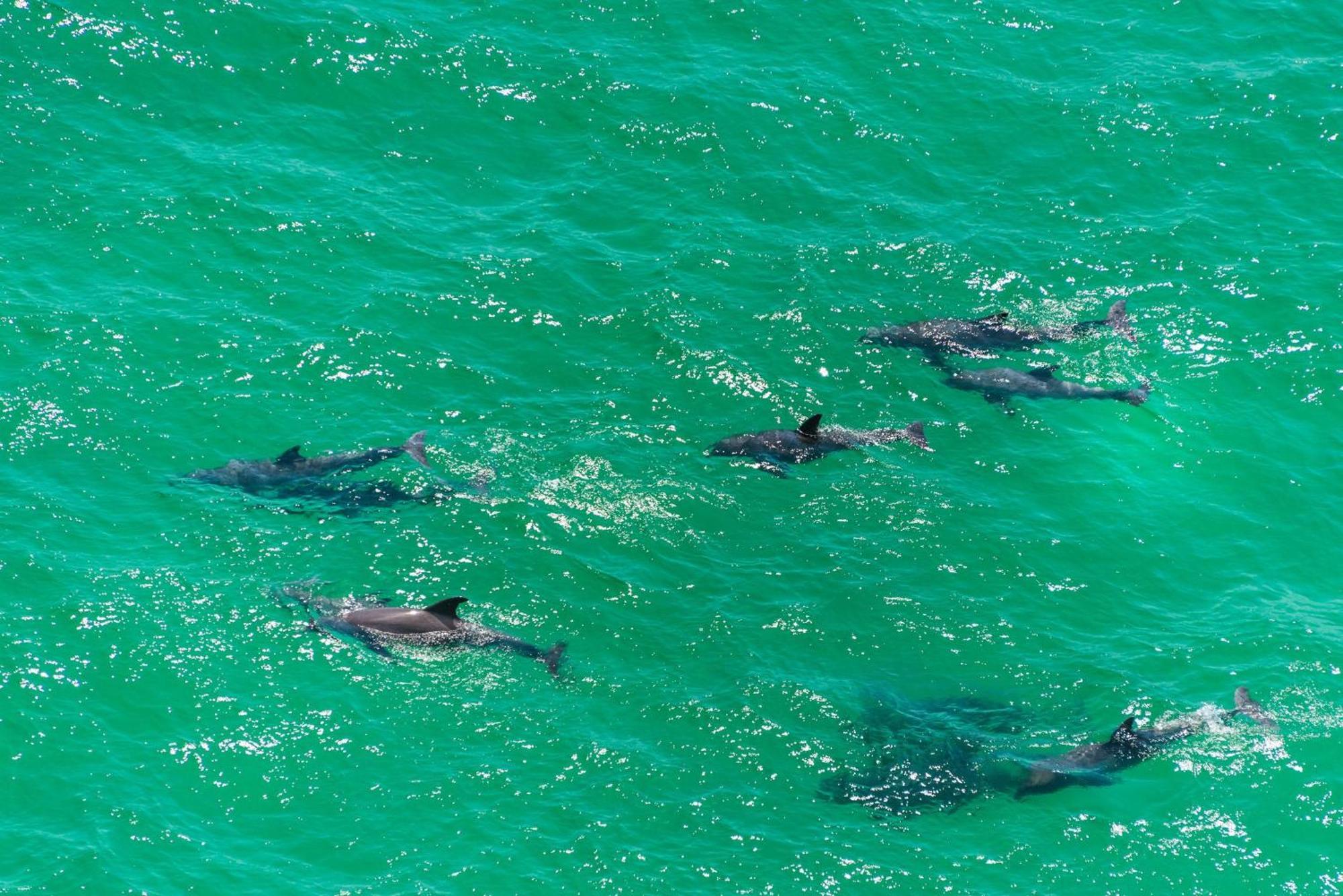 Aparthotel Calypso 2-504 West Panama City Beach Zewnętrze zdjęcie